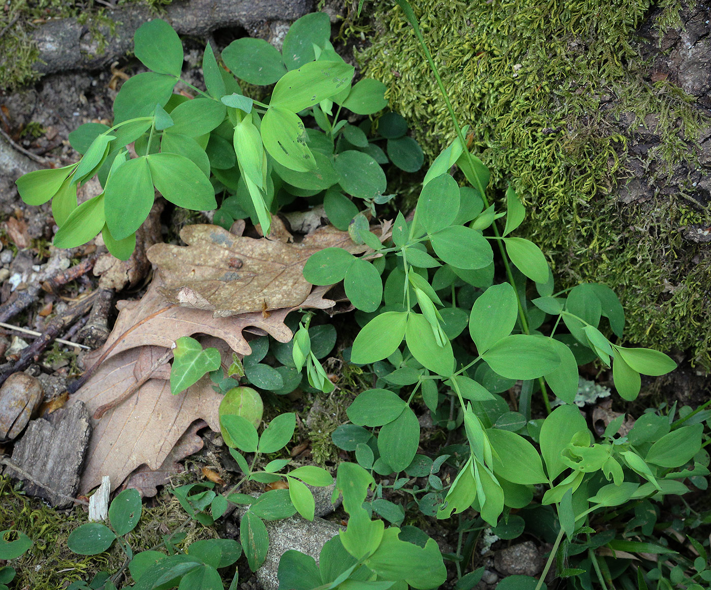 Изображение особи Lathyrus laxiflorus.