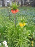 Fritillaria imperialis. Цветущие растения. Москва, ботанический сад МГУ \"Аптекарский огород\", в культуре. 23.04.2024.
