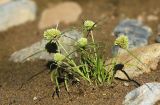 Смотреть изображение Cyperus michelianus