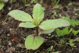 View full-size image Impatiens glandulifera