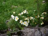 View full-size image Rosa spinosissima