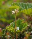 Смотреть изображение Rubus chamaemorus