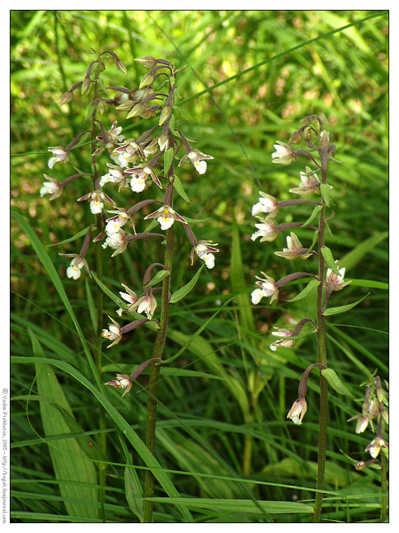 Image of Epipactis palustris specimen.