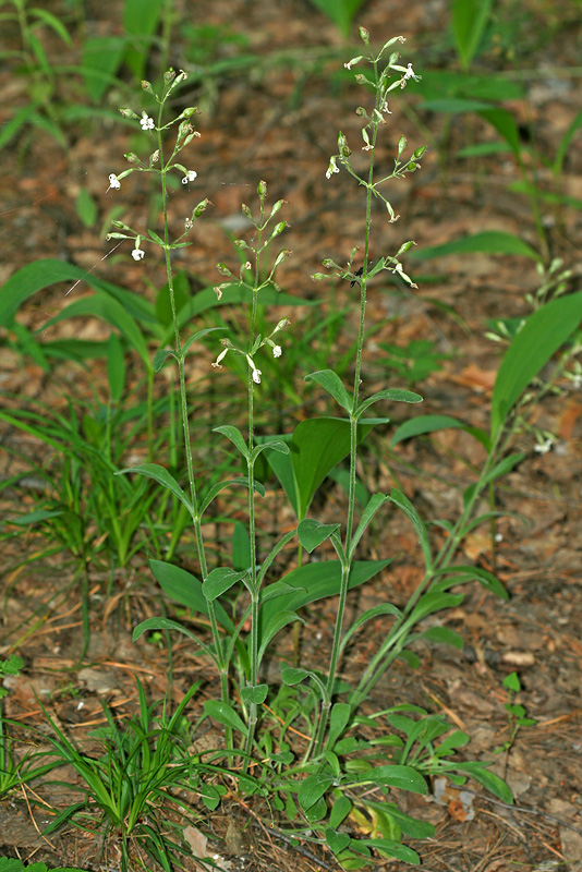 Image of Silene nutans specimen.