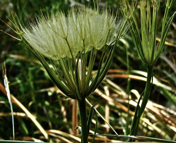 Image of Geropogon hybridus specimen.