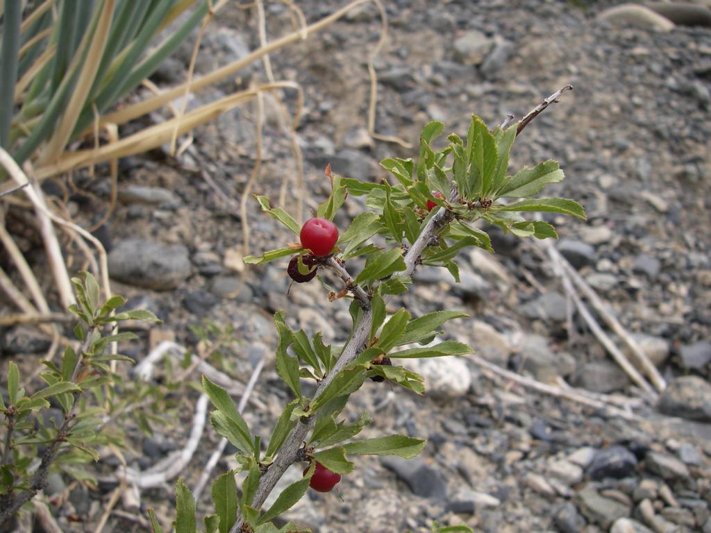 Image of Cerasus tianshanica specimen.