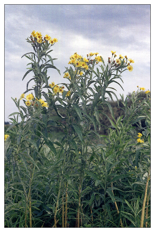 Image of Senecio tataricus specimen.