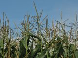 Zea mays. Верхушки растений с мужскими (тычиночными) соцветиями. Нидерланды, провинция Drenthe, окрестности населённого пункта Yde, посевы кукурузы. 9 августа 2008 г.