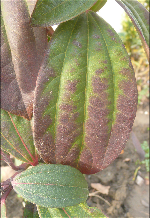 Image of Viburnum cinnamomifolium specimen.