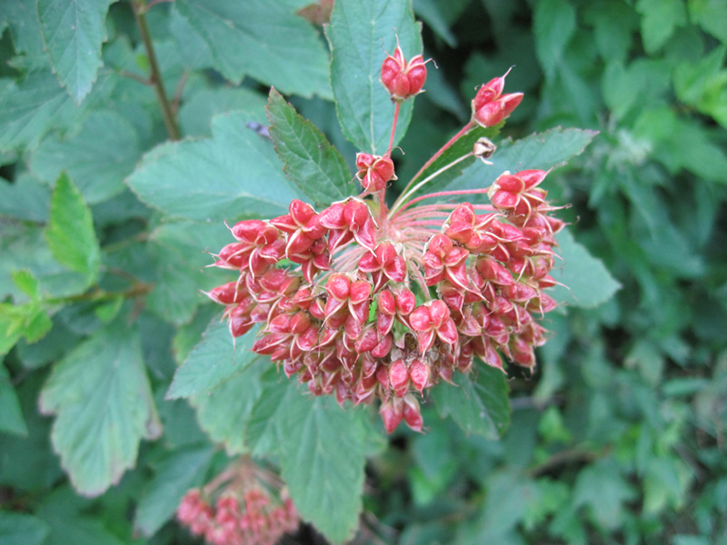 Image of Physocarpus opulifolius specimen.