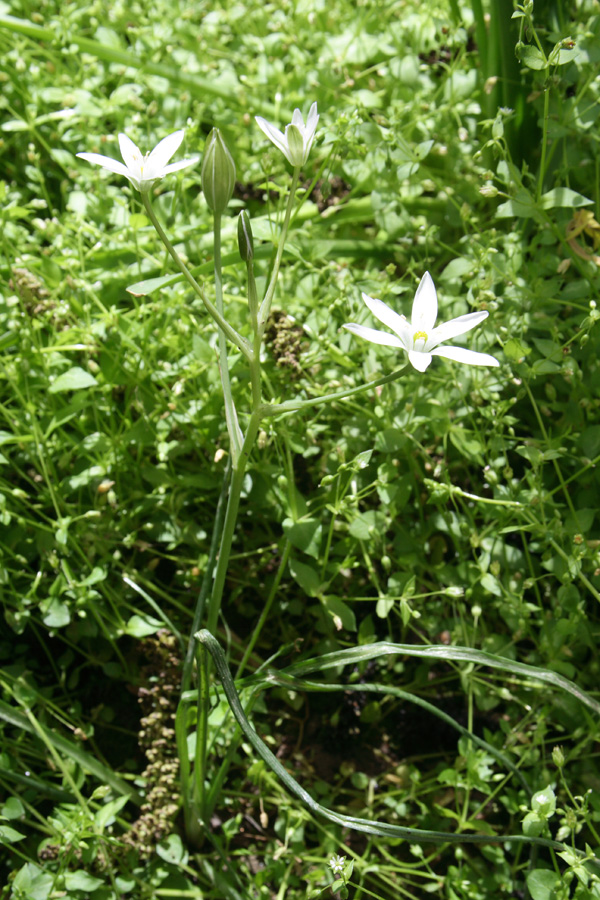 Изображение особи род Ornithogalum.