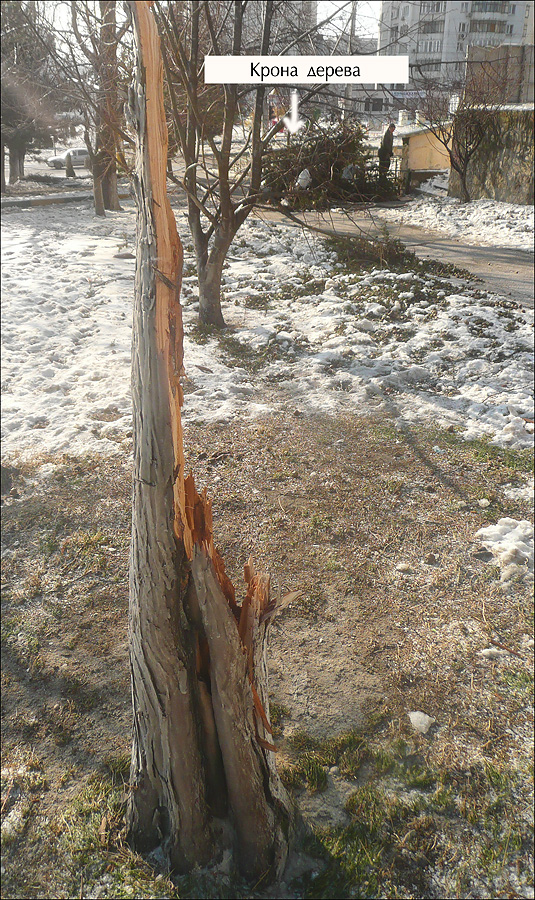 Image of Cupressus sempervirens specimen.