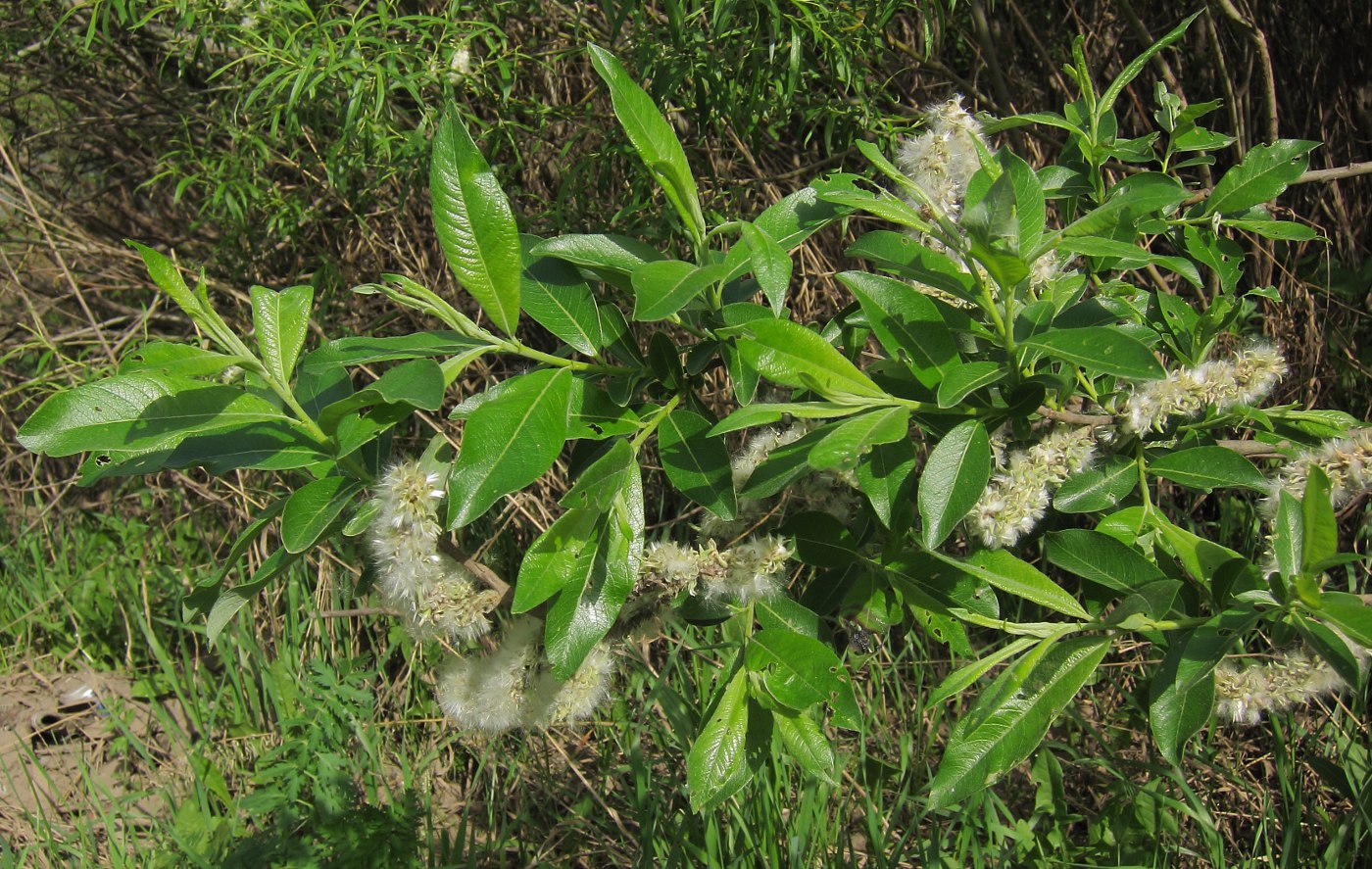 Image of Salix &times; laurina specimen.