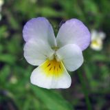 Viola tricolor