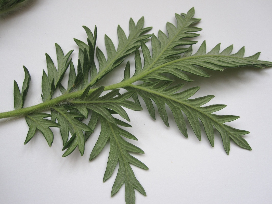 Image of Potentilla conferta specimen.