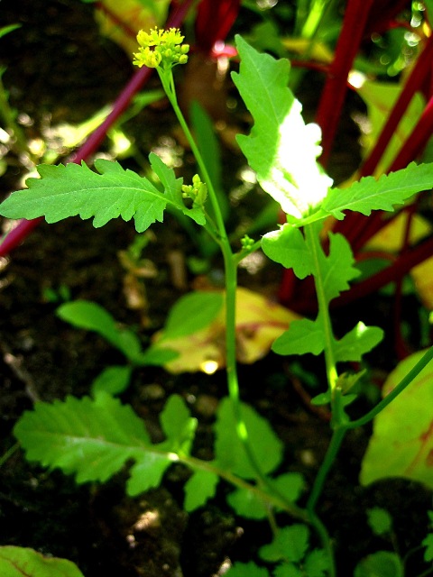 Image of Rorippa palustris specimen.