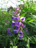 Vicia amoena