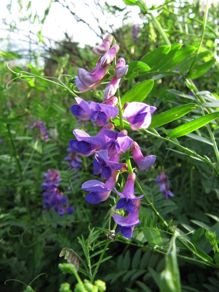 Image of Vicia amoena specimen.