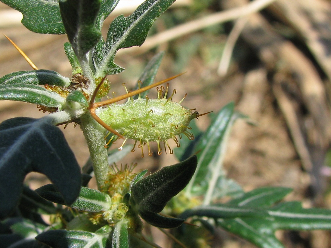 Image of Xanthium spinosum specimen.