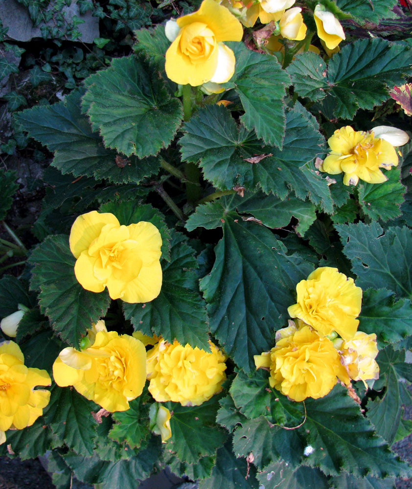 Image of Begonia &times; tuberhybrida specimen.