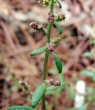 Atriplex prostrata. Часть побега с развивающимися соцветиями. Хорватия, Истрия, пос. Баньоле, берег моря, между камней у воды. 03.09.2012.