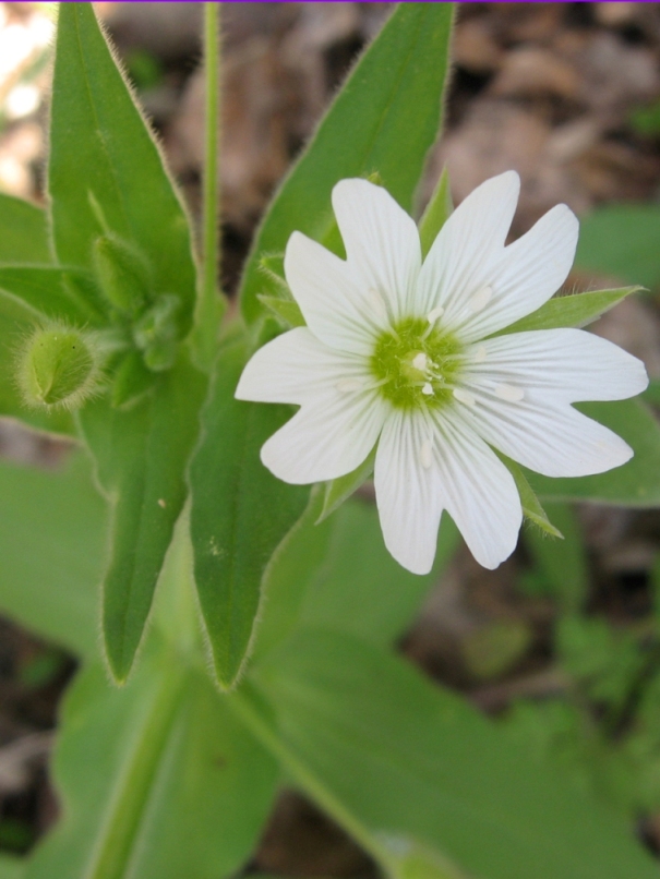 Image of Cerastium nemorale specimen.