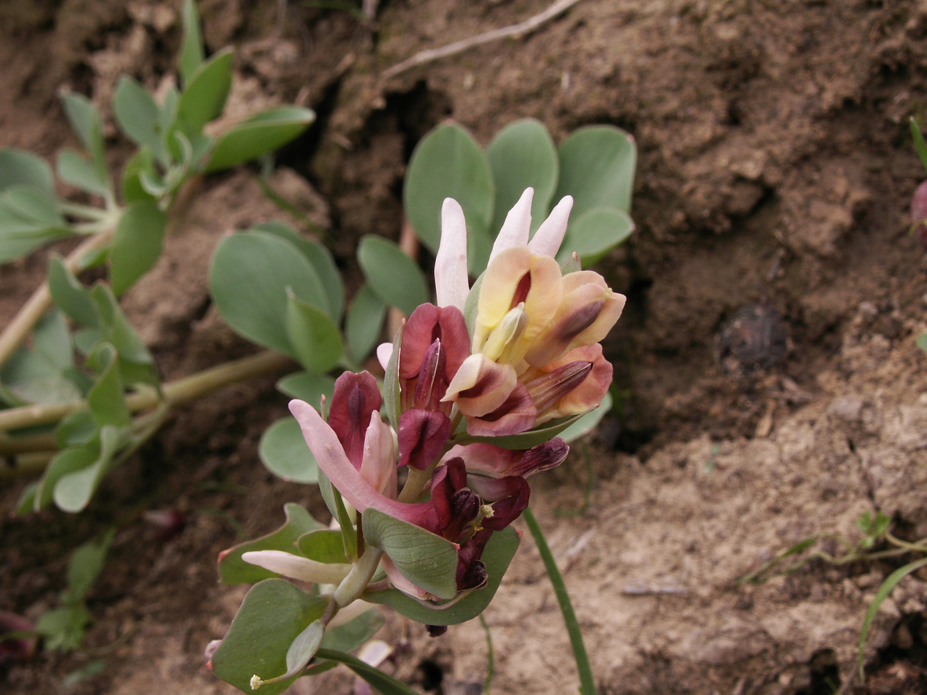 Image of Corydalis ledebouriana specimen.