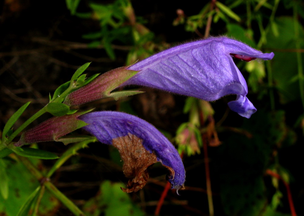 Изображение особи Dracocephalum peregrinum.