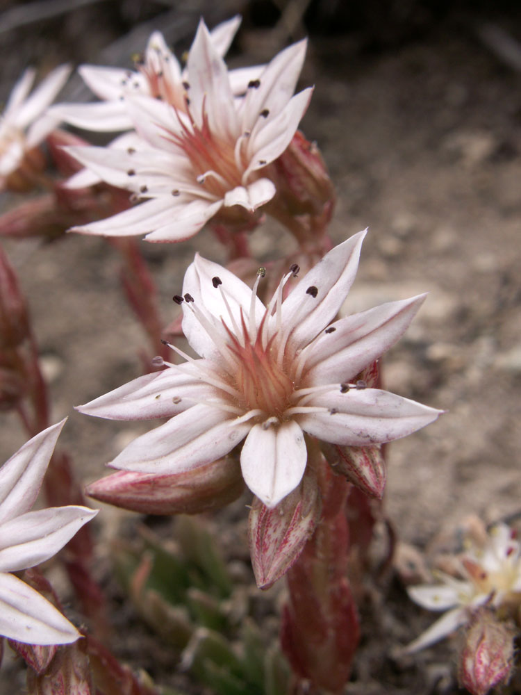 Image of Rosularia alpestris specimen.