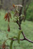 Juglans regia. Побег с мужскими соцветиями. Белгородская обл., \"Лес на Ворскле\", посадки. 09.05.2009.