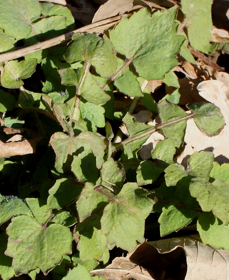 Изображение особи Stylophorum lasiocarpum.