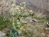 Stubendorffia olgae. Цветущее растение. Узбекистан, хребет Нуратау, Нуратинский заповедник, урочище Хаятсай. 14 апреля 2013 г.