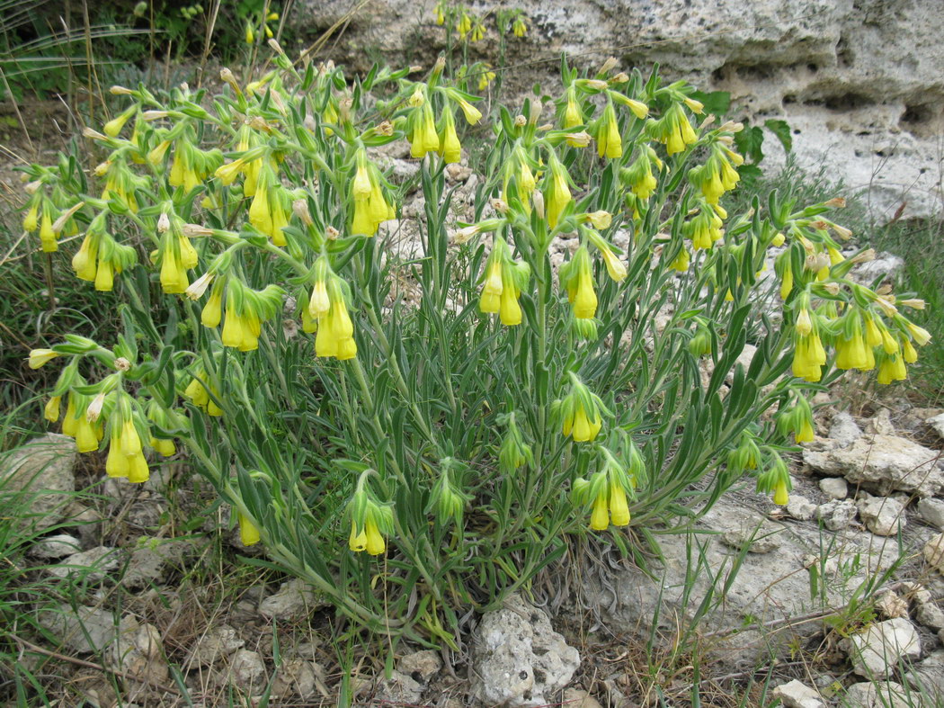 Image of Onosma taurica specimen.