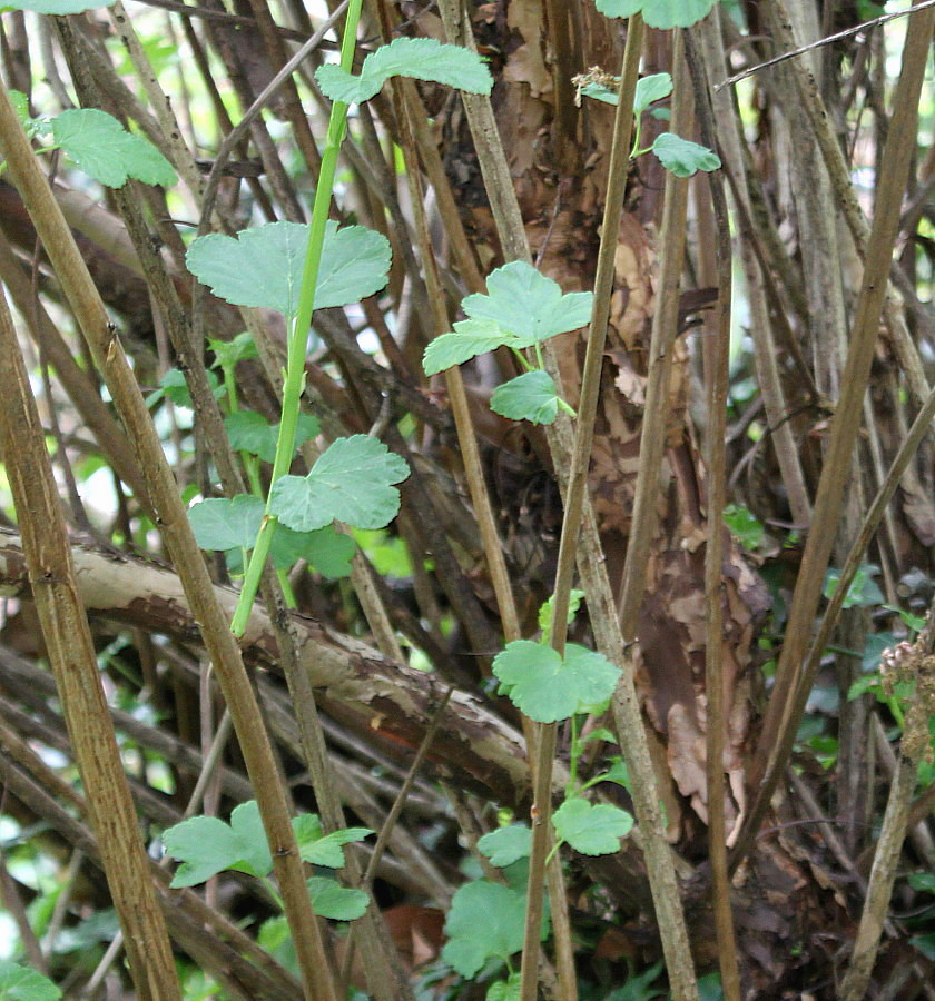 Image of Physocarpus amurensis specimen.