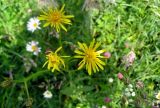 Crepis biennis