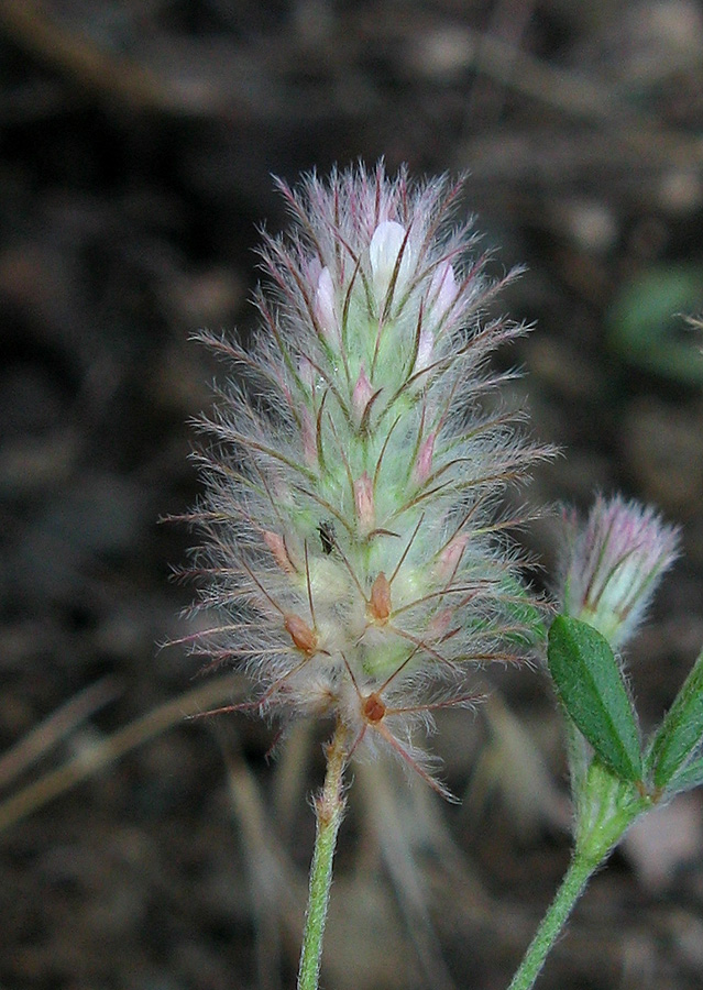 Image of Trifolium arvense specimen.