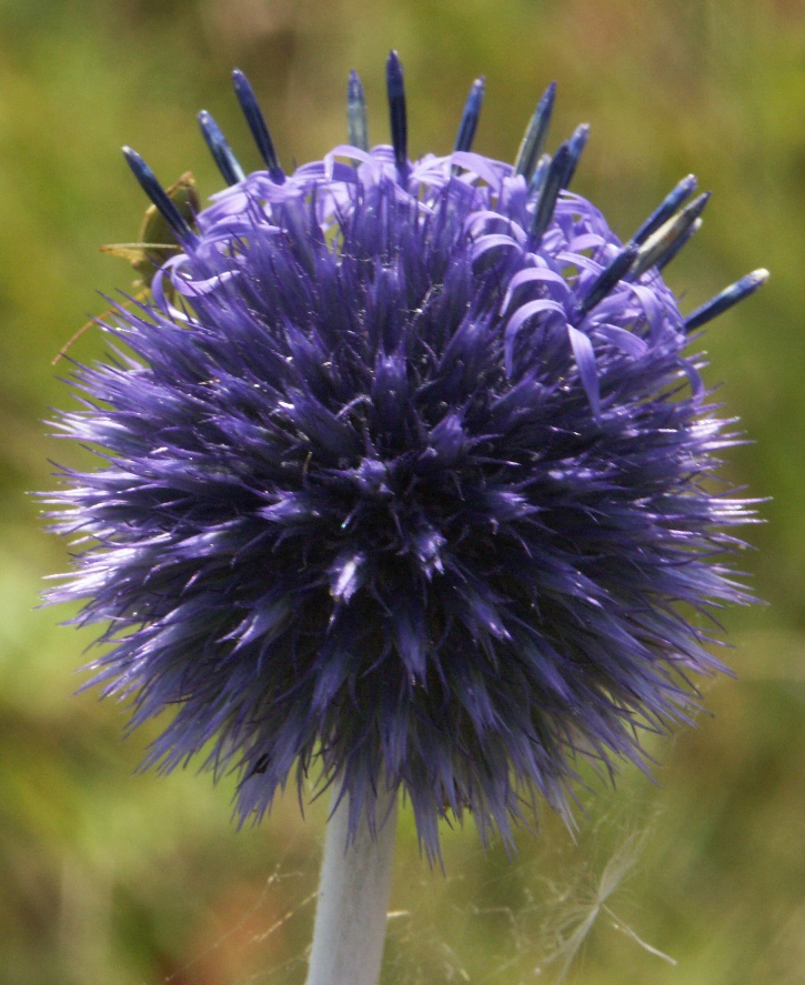 Изображение особи Echinops ruthenicus.