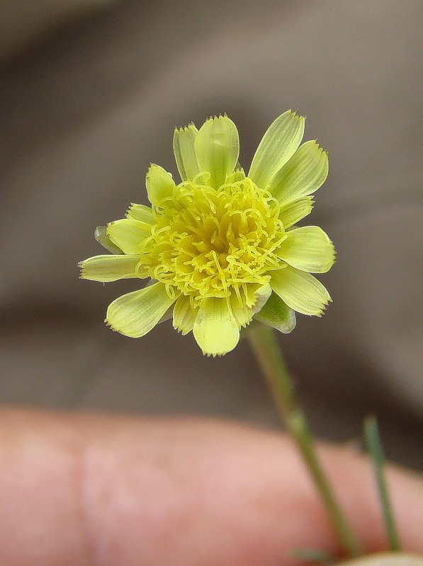 Image of Scorzonera laciniata specimen.