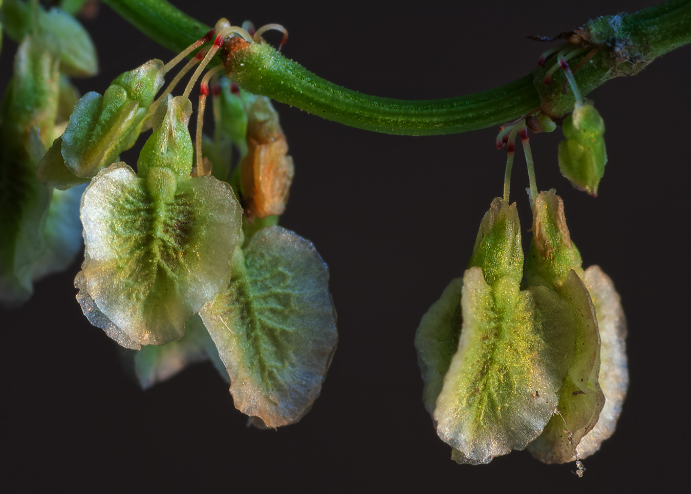 Image of Rumex acetosa specimen.