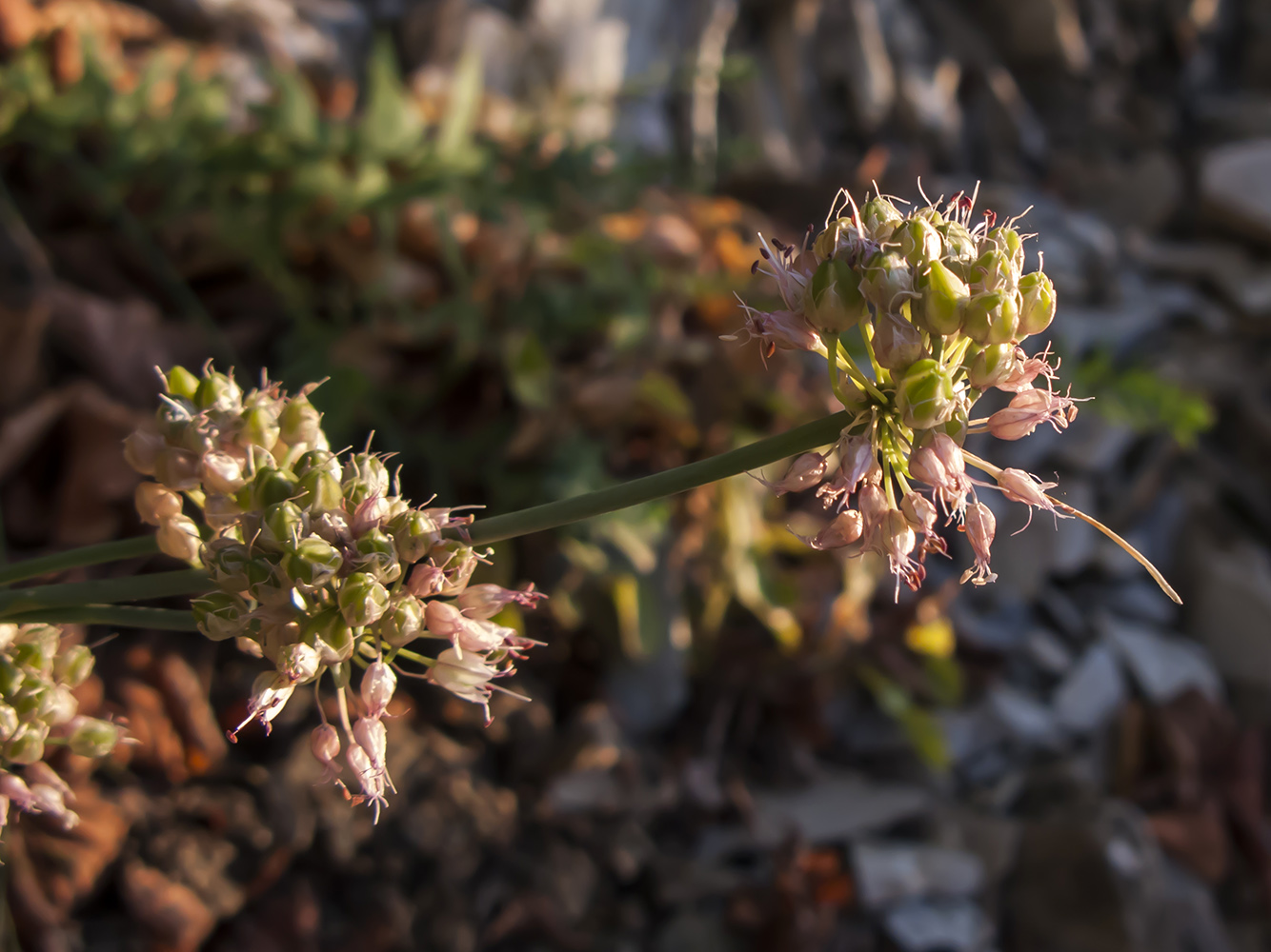 Image of Allium psebaicum specimen.