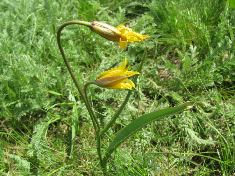 Image of Tulipa biebersteiniana specimen.