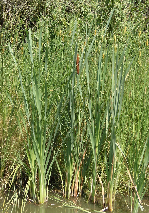 Image of genus Typha specimen.