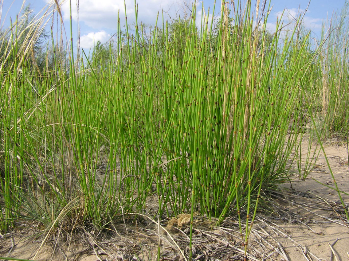 Изображение особи Equisetum &times; moorei.