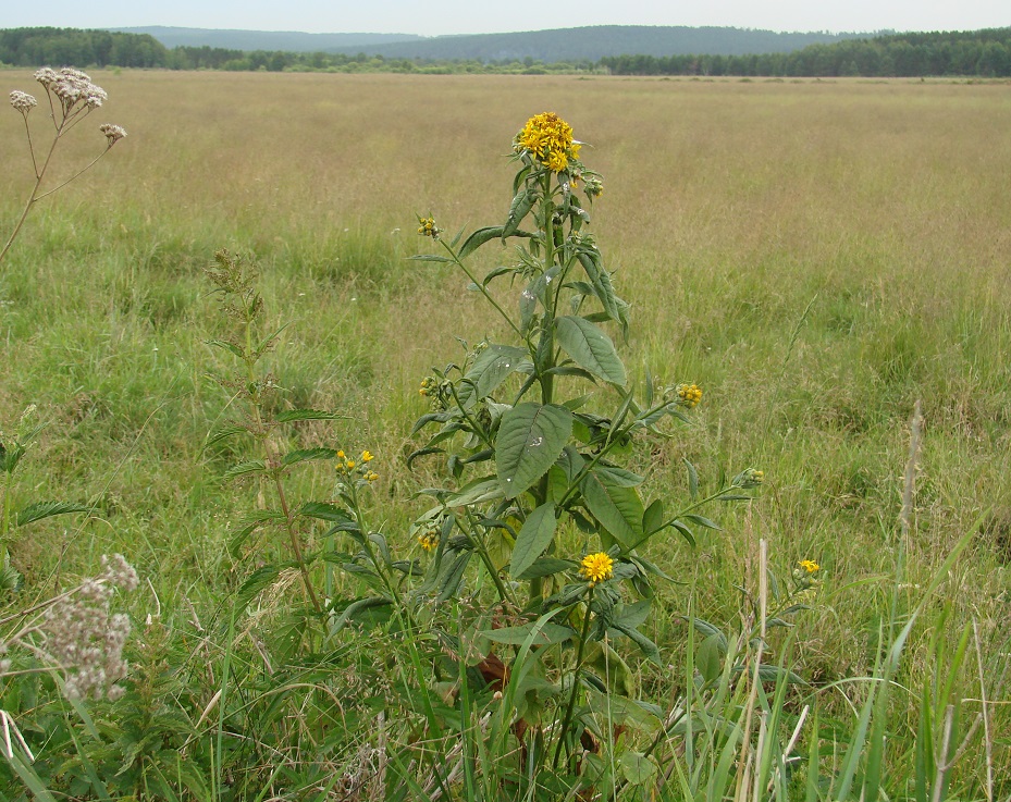 Image of genus Senecio specimen.