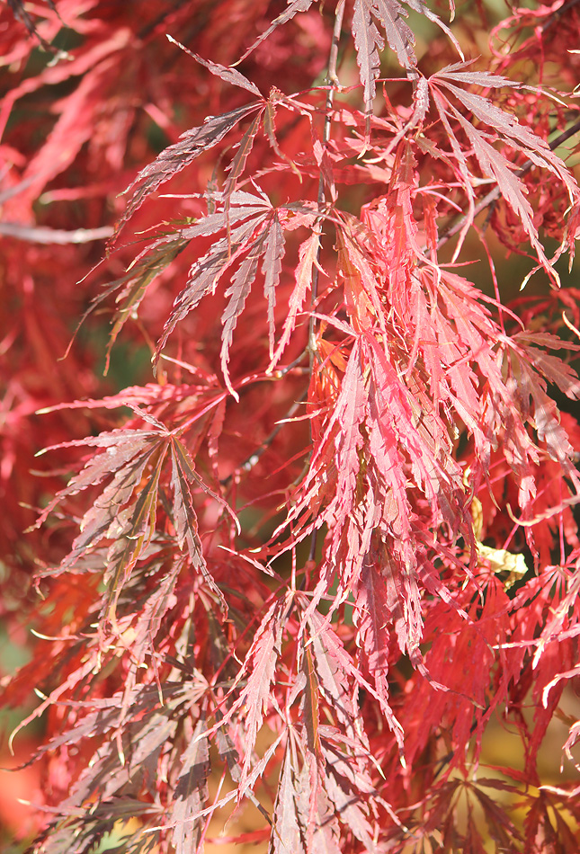 Изображение особи Acer palmatum.