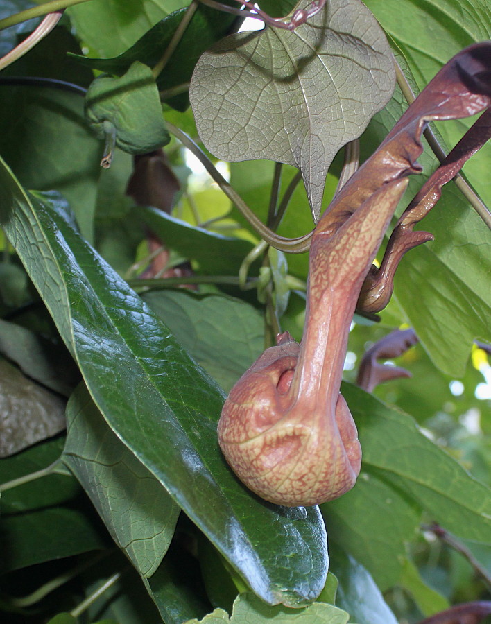 Image of Aristolochia kaempferi specimen.