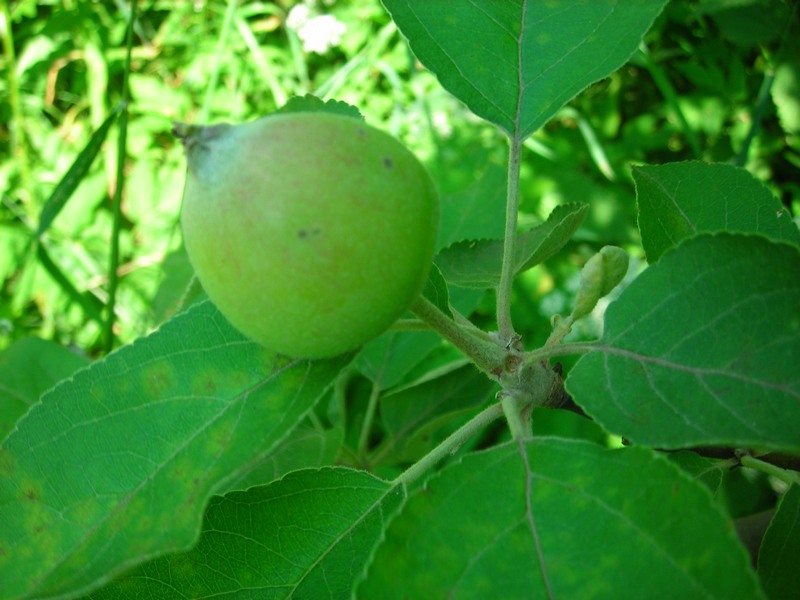 Image of Malus domestica specimen.