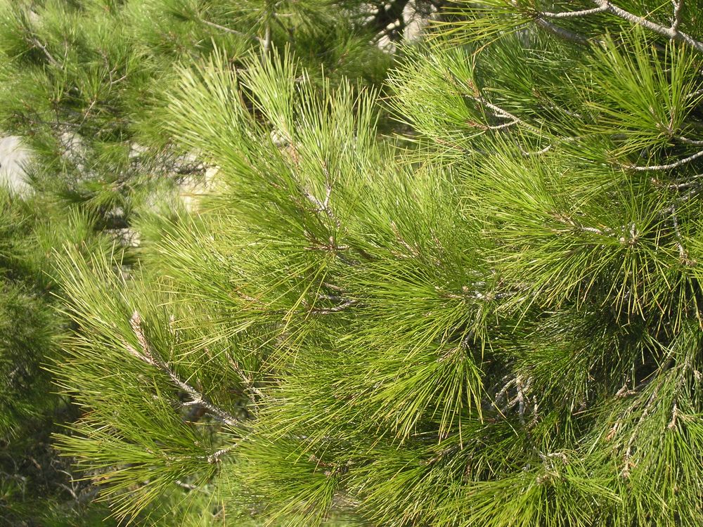 Image of Pinus pityusa specimen.