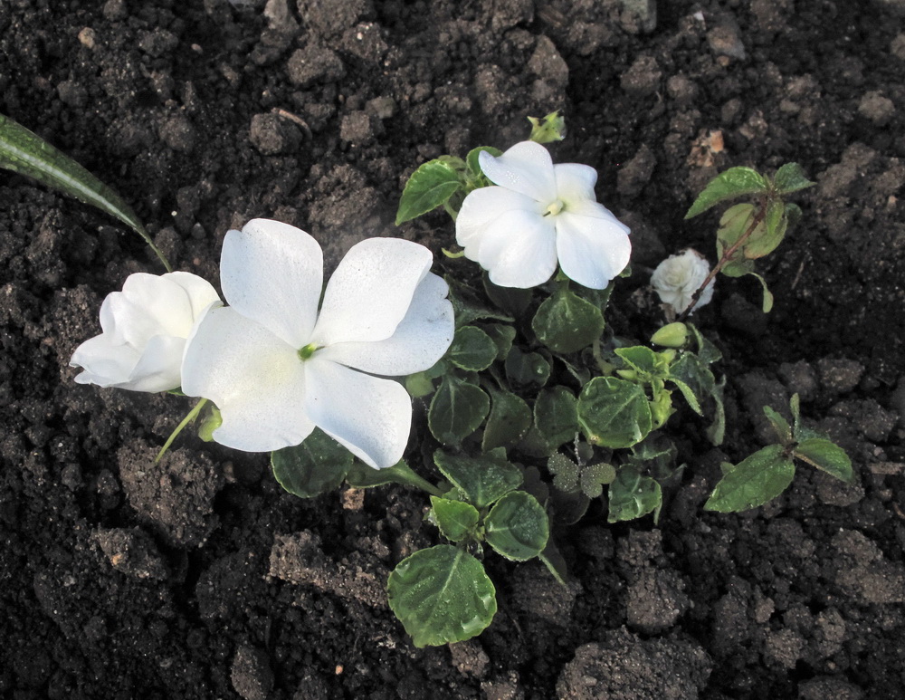 Image of Impatiens walleriana specimen.