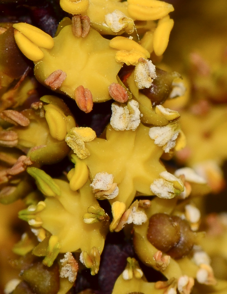 Image of familia Arecaceae specimen.